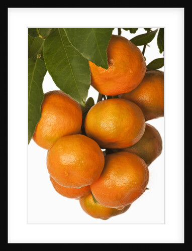 Mandarin oranges hanging from tree by Anonymous