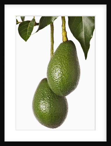 Avocados hanging from tree by Anonymous