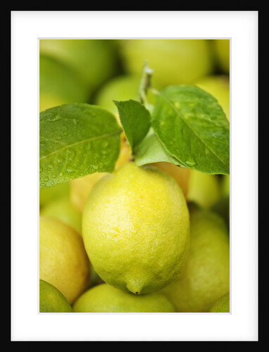 Fresh lemons by Anonymous