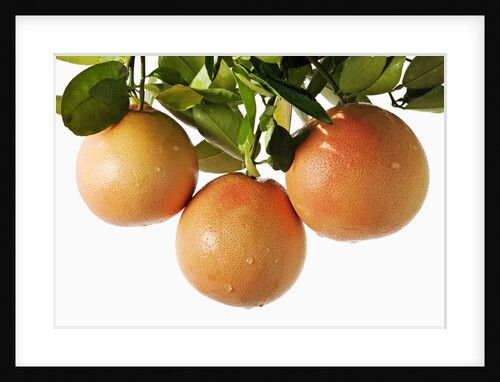 Pink grapefruit hanging from tree by Anonymous