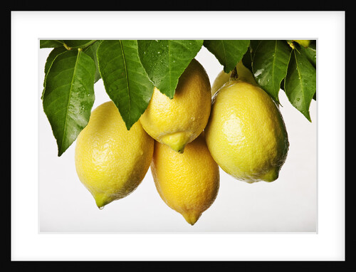 Lemons hanging from tree by Anonymous