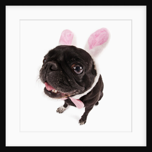 Black pug dressed with bunny ears and bow tie by Anonymous