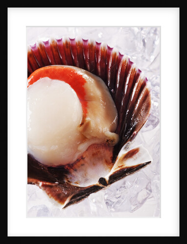 Fresh scallop in shell on ice by Anonymous