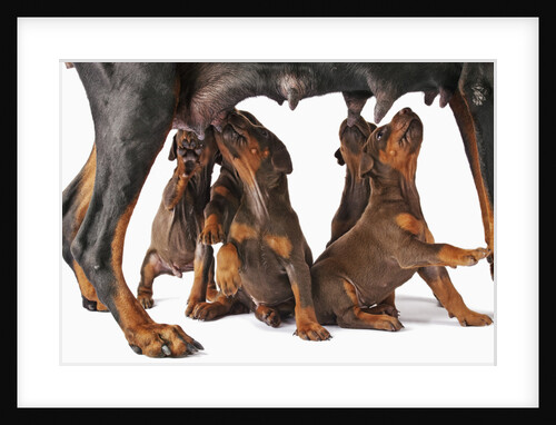 Doberman Pincher puppies suckling by Anonymous