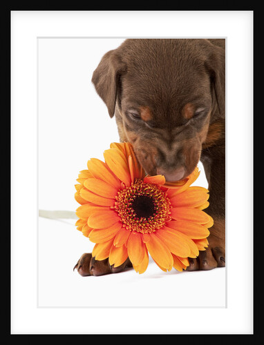 Doberman Pincher puppy biting gerbera daisy by Anonymous