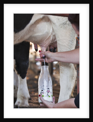 Farmer hand milking cow into milk bottle by Anonymous