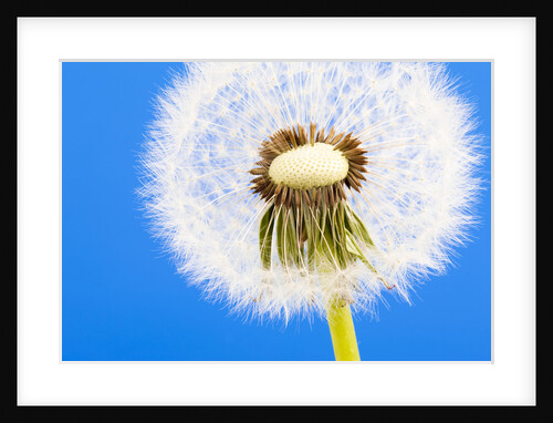 Dandelion seed head by Anonymous