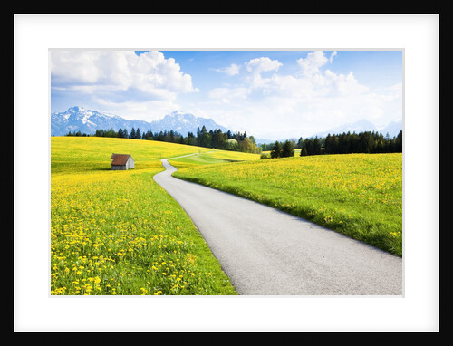 Road through dandelion fields by Anonymous