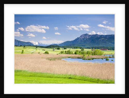 Marshland around Lake Riegsee below the Bavarian Alps by Anonymous