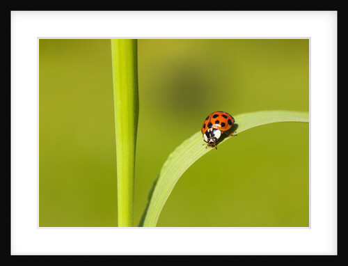 Asian lady beetle on blade of grass by Anonymous