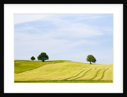 Oak trees in cut pasture in Bavaria by Anonymous
