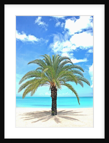 Palm tree on tropical beach by Anonymous