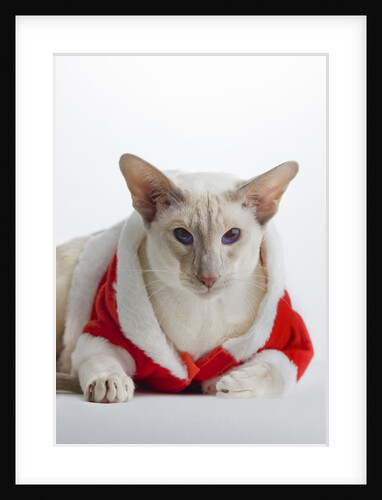 Siamese cat wearing Santa Claus costume by Anonymous