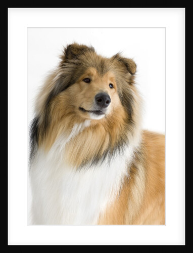 Rough collie show dog by Anonymous