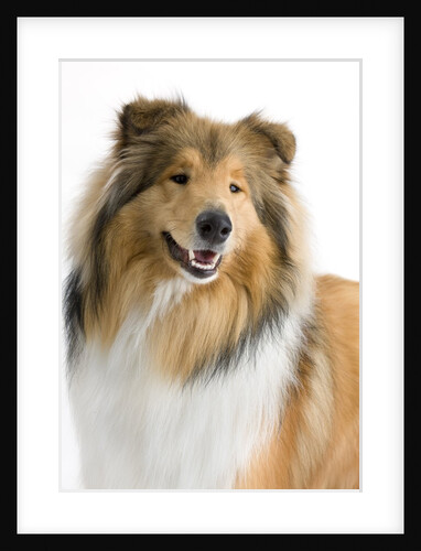 Rough collie show dog by Anonymous