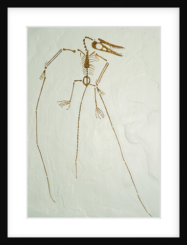 Fossil Pterosaur Ramphorhynchus gemmingi found in Bavaria by Anonymous