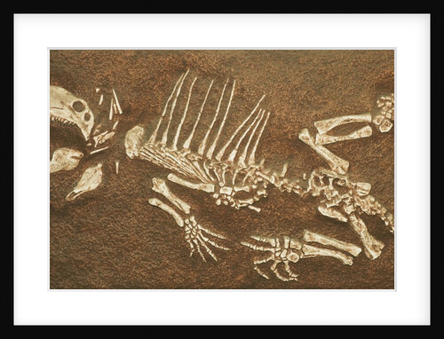 Pelycosaur fossil found in Texas by Anonymous