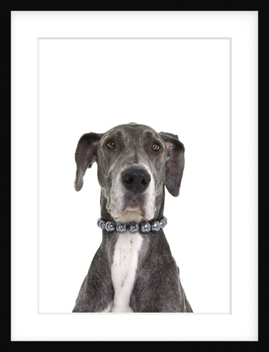 Great dane wearing a pearl necklace by Anonymous