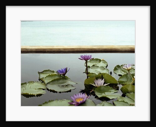Water lilies in pond by ocean by Anonymous