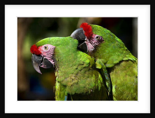 Military Macaws preening one another by Anonymous