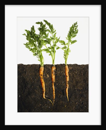 Carrots in dirt by Anonymous