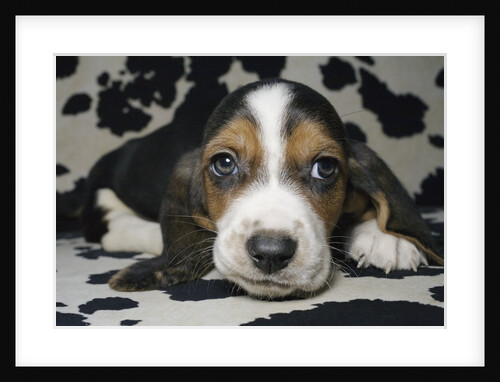 Basset hound by Anonymous