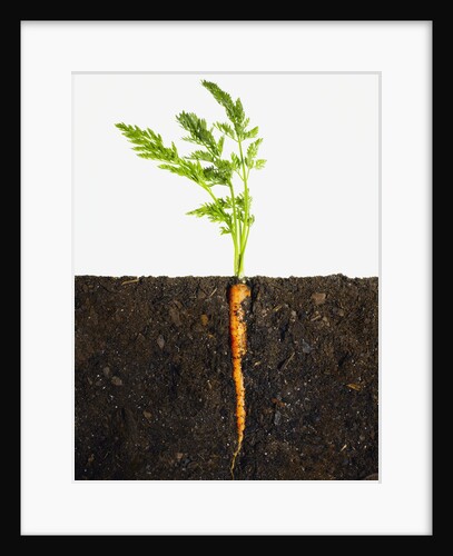 Carrot in dirt by Anonymous