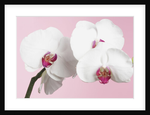 White Phalaenopsis orchids by Anonymous