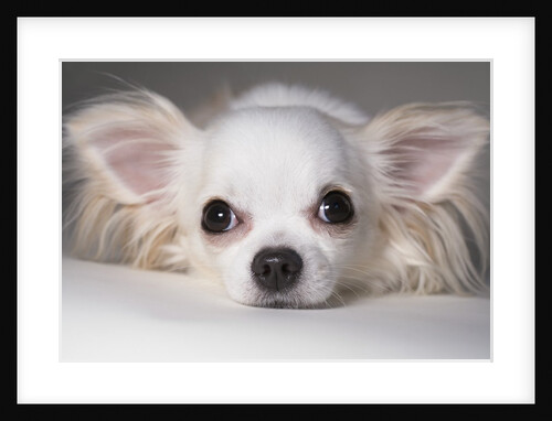 Chihuahua by Anonymous
