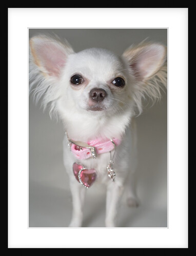 Chihuahua by Anonymous