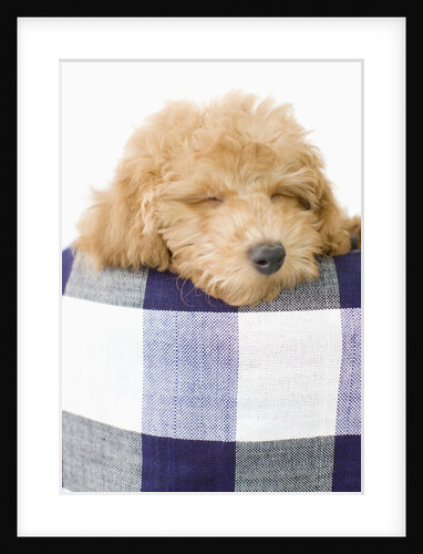 Dog sleeping by Anonymous