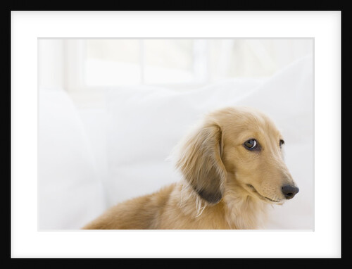 Dog by Anonymous