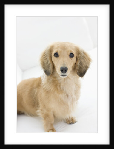 Dog on couch by Anonymous