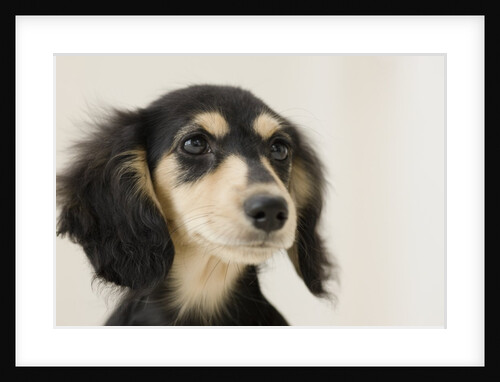 Dog by Anonymous