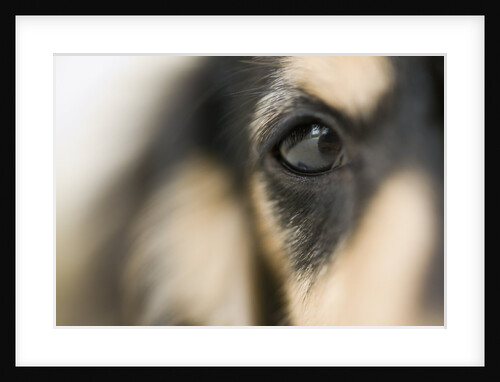 Dog by Anonymous