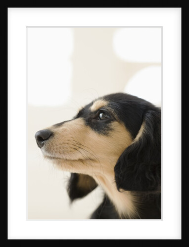 Dog by Anonymous