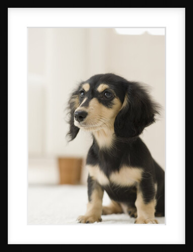 Dog by Anonymous