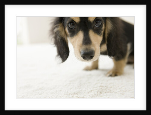 Dog by Anonymous