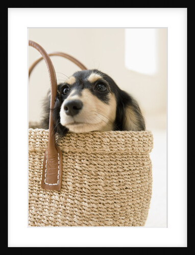 Dog in basket by Anonymous