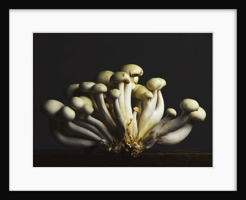 Mushrooms clustered together by Anonymous