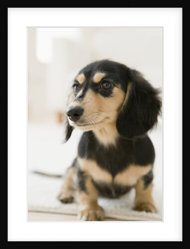 Dog by Anonymous