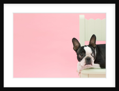 Dog on chair by Anonymous