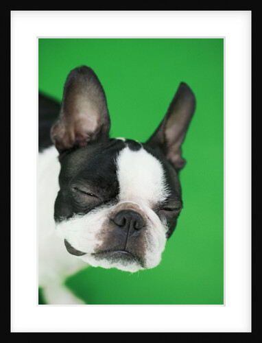 Dog, eyes closed by Anonymous