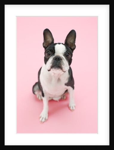 Dog by Anonymous