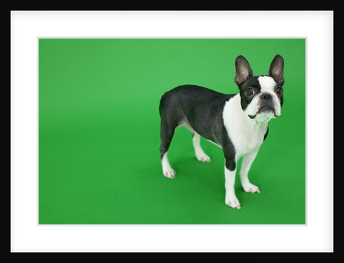 Dog by Anonymous