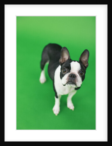 Dog by Anonymous