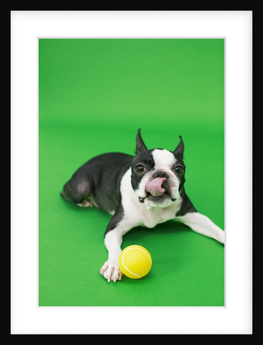 Dog playing with ball by Anonymous