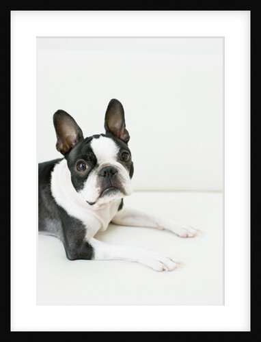 Dog by Anonymous