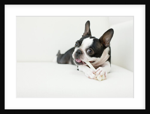 Dog on couch by Anonymous