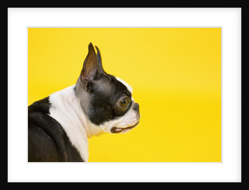 Dog by Anonymous
